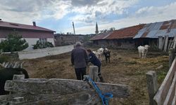 Doğanşar’da Şap Aşılama çalışması başladı