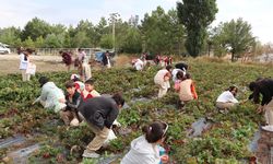 Sivas'ta minik öğrenciler toprakla buluştu, hasat topladı