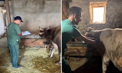 Sivas ve Kangal'da Şap Aşılama Kampanyası başladı