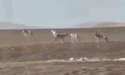 Sivas’ta görülen kurt sürüsü tedirgin etti! Nedeni bakın ne çıktı