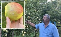 Sivas'ın bu elması ömürlük