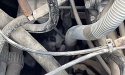 Sivas'ta arabadan yavru kedi çıktı!