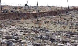 Divriği’de dağ keçileri cam seyir terası çevresinde görüntülendi