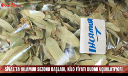 Sivas’ta ıhlamur sezonu başladı, kilo fiyatı dudak uçuklatıyor!
