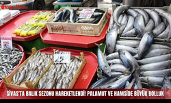 Sivas'ta balık sezonu hareketlendi! Palamut ve hamside büyük bolluk