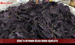 Sivas’ta reyhanın kilosu dudak uçuklattı!