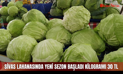 Sivas lahanasında yeni sezon başladı kilogramı 30 TL