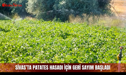 Sivas’ta patates hasadı için geri sayım başladı
