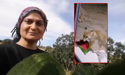 Bir Karpuzla Başladı Tilki Ailesiyle Devam Etti