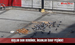 Kuşlar darı derdinde, insanlar israf peşinde!