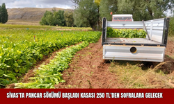 Sivas'ta Pancar Sökümü Başladı: Kasası 250 TL'den Sofralara Gelecek