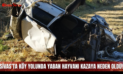 Sivas’ta köy yolunda yaban hayvanı kazaya neden oldu!