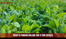 Sivas’ta pancar dalları 250 TL’den satışta