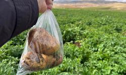 Şarkışla’da yer elması ve patates denetimi