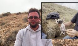 Sivas kangal yavruları porsuk yuvasından çıktı