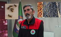 Sivas'ta arılar kışlıklarını tezgahlarda hazırlıyor