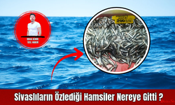 Sivaslıların Özlediği Hamsiler Nereye Gitti?