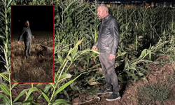 Domuz sürüsü mısır tarlasına zarar verince çiftçi harekete geçti