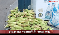 Sivas'ta mısır fiyatları düştü: 7 koçanı 100 TL
