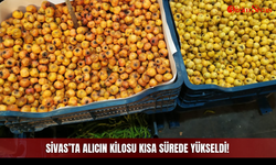 Sivas’ta alıcın kilosu kısa sürede yükseldi!