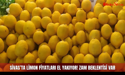 Sivas’ta Limon Fiyatları El Yakıyor! Zam Beklentisi Var