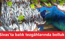 Sivas’ta balık tezgâhlarında bolluk: Palamut 100 TL’den satılıyor