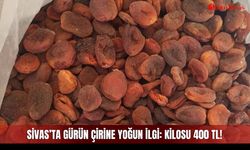 Sivas’ta Gürün Çirine yoğun ilgi: Kilosu 400 TL!