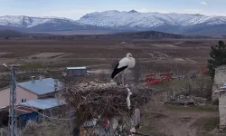 Yıllardır değişmeyen manzara: Sivas'ta leylek nöbeti