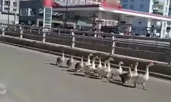 Sivas’ta Caddeyi Adeta Onlar Devraldı