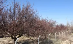 Kayısıda Yeni Sezonun En Hassas Dönemi Başladı