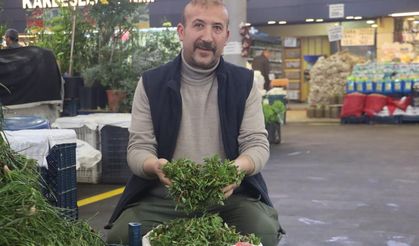 Sivaslıların gözdesi madımak çıktı! Fiyatı ve faydaları ne?