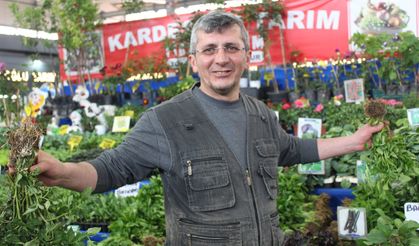 Sivas'ta bahar coşkusu fide tezgahlarına yansıdı