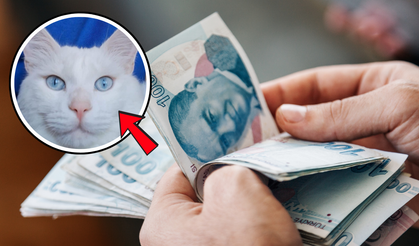 Kayıp Kedisi Pars İçin 10 Bin TL Ödül!