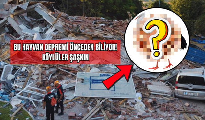 Bu Hayvan Depremi Önceden Biliyor! Köylüler Şaşkın