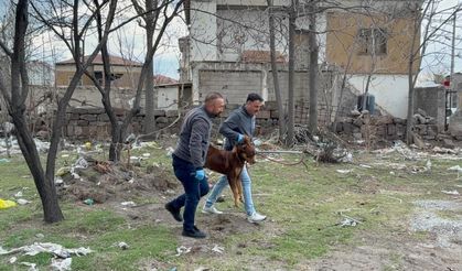 Başıboş Köpek 3 Yaşındaki Çocuğa Saldırdı!