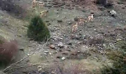 Sivas'ta yaban keçileri köy sınırlarına kadar indi