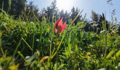 Güzelliği Büyülüyor, Cezası El Yakıyor! Cezası 699 Bin 245 TL