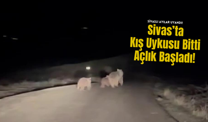 Sivas’ta Kış Uykusu Bitti, Açlık Başladı!