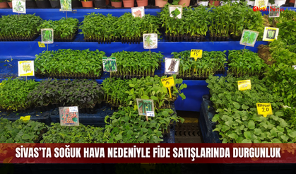 Sivas’ta Soğuk Hava Nedeniyle Fide Satışlarında Durgunluk