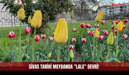 Sivas'ta Baharın En Zarif Müjdecisi Geldi