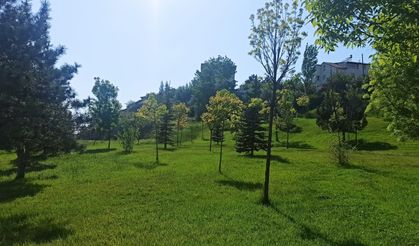 Sivas’a Gelenler Şaşkın Burası Karadeniz’e Dönmüş