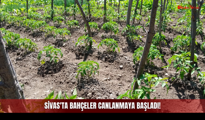 Sivas'ta Bahçeler Canlanmaya Başladı! Birçok Vatandaş Sebzesini Kendisi Üretiyor!
