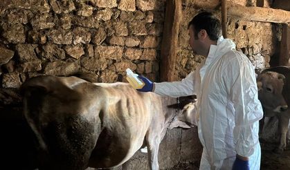 Şarkışla'da kene ve haşerelere karşı ilaçlama