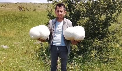 Sivas'ta 20 kiloluk mantar buldu