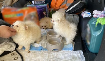 Gümrük'te yavru köpeklere geçit yok