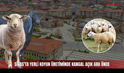 Sivas'ta yerli koyun üretiminde Kangal açık ara önde