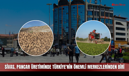 Sivas, şeker pancarı üretiminde Türkiye'nin önemli merkezlerinden biri