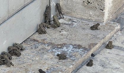 Sivas'ta sağanak sonrası kurbağalar bastı