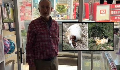 Sivas'ta keçileri kayboldu, sonrasında şok yaşadı