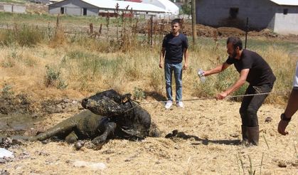 Sivas'ta ahırdan kaçan boğa mahalleyi birbirine kattı